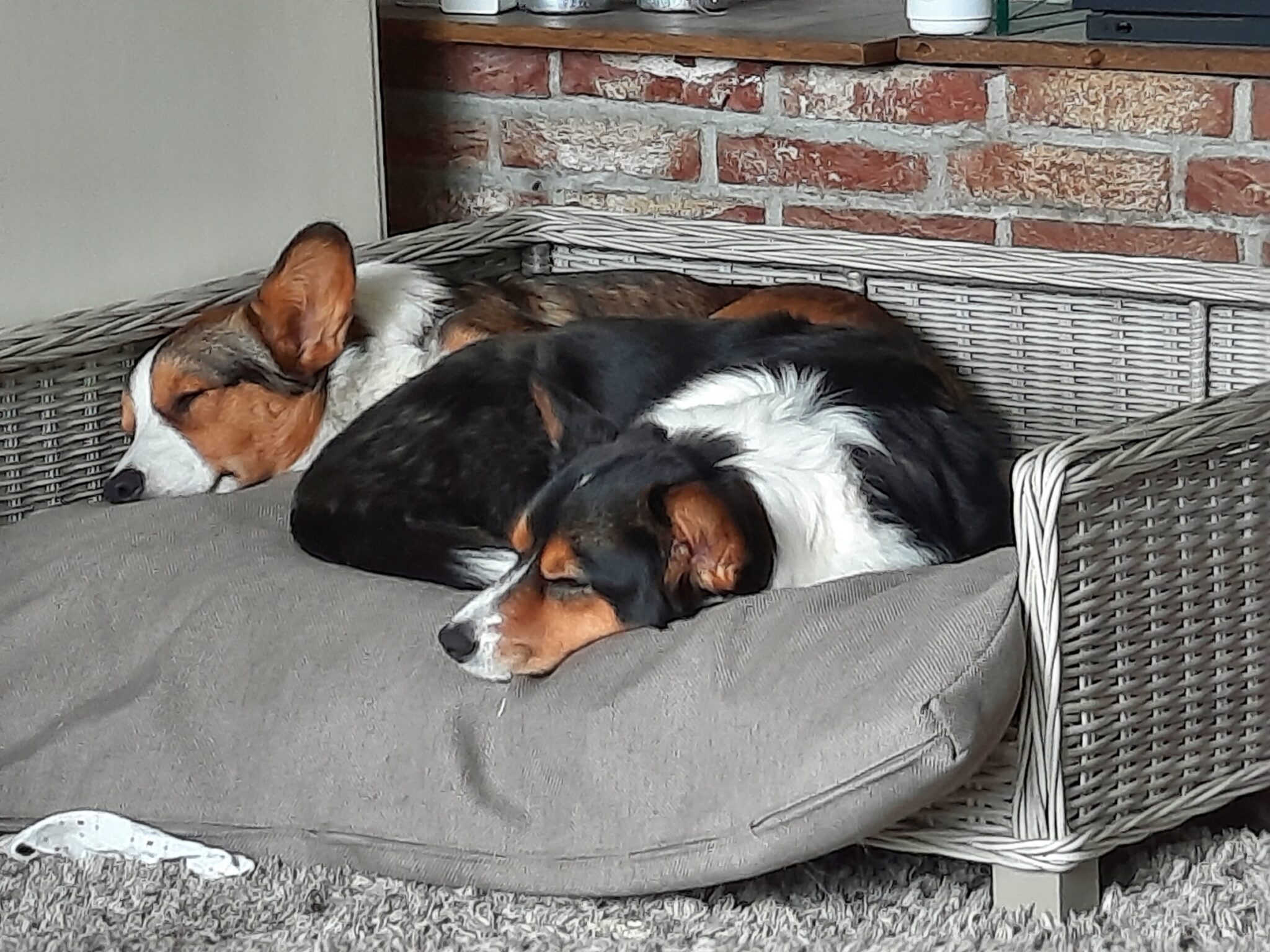 Flynn und Molly schlafen zusammen.