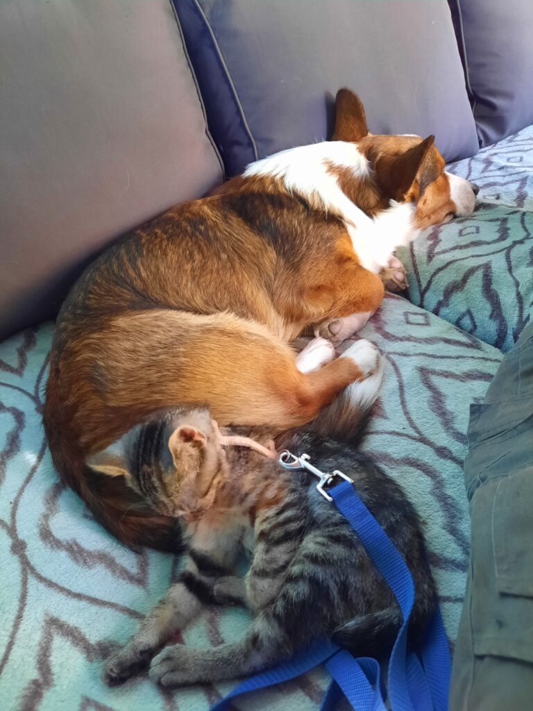 Flynn auf Couch im Garten während Cleo (unsere Katze) auf ihm schläft