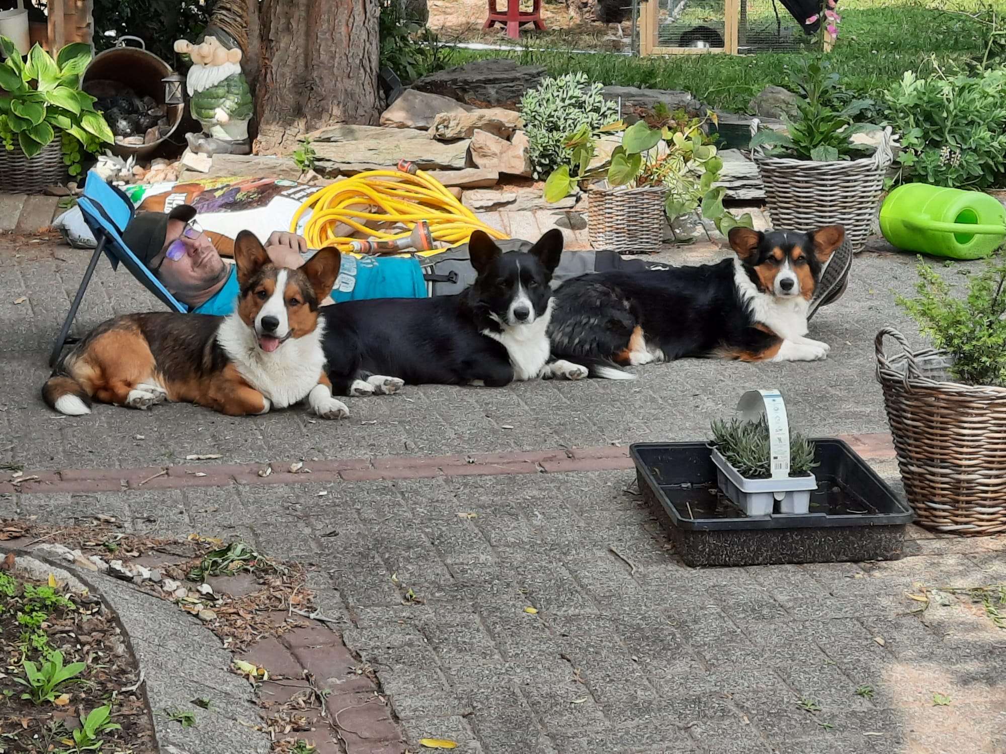 Flynn, Fay und Molly liegen in einer Reihe im Garten und im Hintergrund mein Mann.