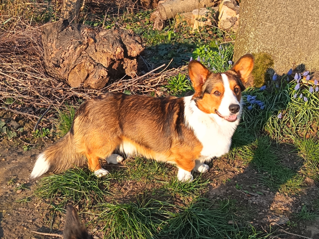 Flynn unter dem Kirschbaum beim Sonnenuntergang.