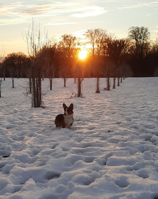 Flynn beim Sonnenaufgang im Schnee.
